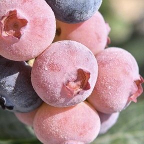 🔥 65K+ SOLD! 🌱 Hipxu Grow Your Own Fruit Garden – Honey Red Peach Tree & Unique Pink Blueberry Seeds