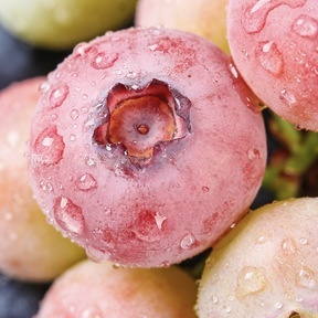 🔥 65K+ SOLD! 🌱 Hipxu Grow Your Own Fruit Garden – Honey Red Peach Tree & Unique Pink Blueberry Seeds