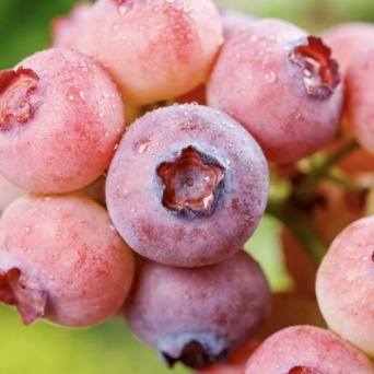 🔥 65K+ SOLD! 🌱 Hipxu Grow Your Own Fruit Garden – Honey Red Peach Tree & Unique Pink Blueberry Seeds