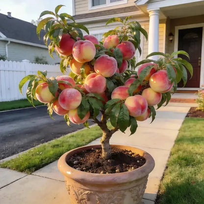 🔥 65K+ SOLD! 🌱 Hipxu Grow Your Own Fruit Garden – Honey Red Peach Tree & Unique Pink Blueberry Seeds